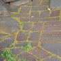 “patio 3” (<a href='/inquire.php?gallery=wallrock&file=patio_1.jpg&caption=patio 3'>Inquire about this piece</a>)<br />info: flagstone mosaic<br />price: negotiable