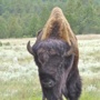 “real bison” (<a href='/inquire.php?gallery=buffalo&file=092407_037.jpg&caption=real bison'>Inquire about this piece</a>)