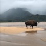 “hanalei buffalo” (<a href='/inquire.php?gallery=buffalo&file=IMG_1726.JPG&caption=hanalei buffalo'>Inquire about this piece</a>)